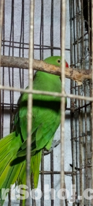 ইন্ডিয়ান রিংনেক